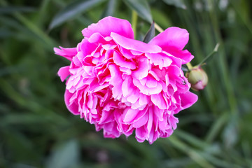 Beautiful spring peony flowers in the summer garden