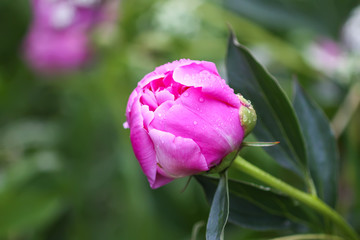 Beautiful spring peony flowers in the summer garden