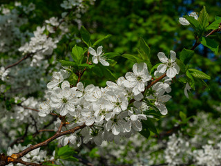 цветки и бутоны яблони крупным планом