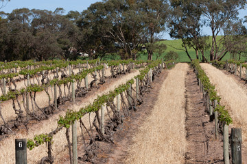 Fototapeta na wymiar Spring Vinyards South Australia