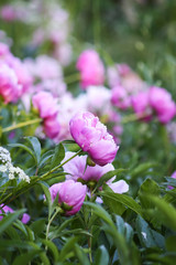 Beautiful spring peony flowers in the summer garden