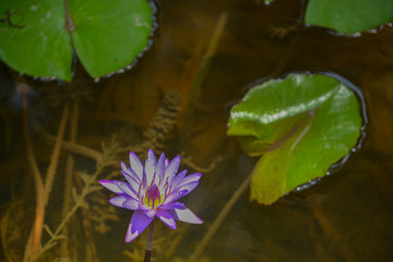 Tropical Waterlilies at Mckee Botanical Garden in Vero Beach, Indian River County, Florida USA