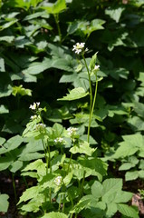 Czosnaczek pospolity, kwitnąca roślina, Alliaria petiolata