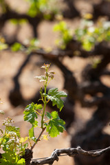Spring Vinyards South Australia