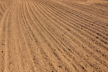 brown ground plowed field, harrow lines. Arable background. Pattern of curved ridges and furrows in...