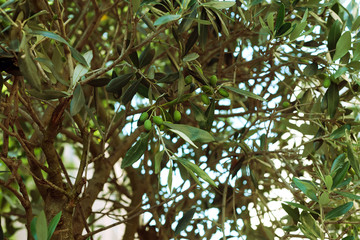 Detail of olive tree branch in street with green berries