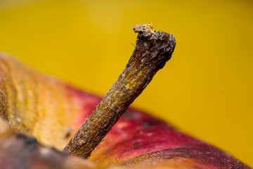 red and orange apple with tailclose-up macro, background