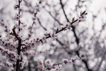 Sakura flower spring