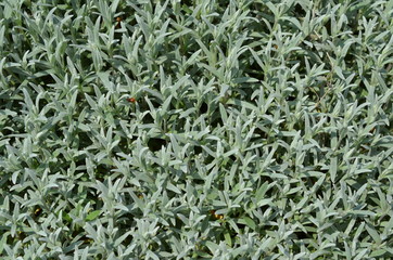 Rogownica kutnerowata, liście, Cerastium tomentosum - obrazy, fototapety, plakaty