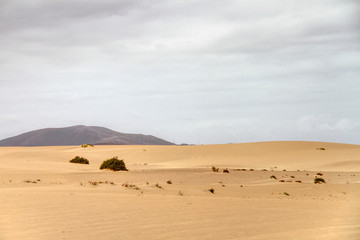 Fototapeta na wymiar Desertzone