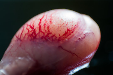 macro photo of a cat testicle surface blood vessels