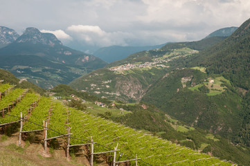 Naklejka premium Vineyard in South Tirol with mountains in the background