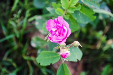 Beautiful spring rose flowers in the summer garden