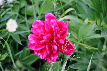 Beautiful spring peony flowers in the summer garden