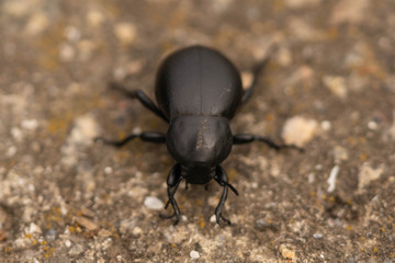 Dung beetles are beetles that feed partly or exclusively on feces (dung).Dung beetle close up. Selective focus.