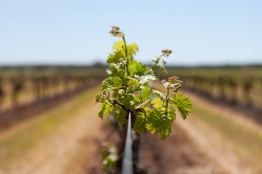 Spring Vinyards  Showing New Grapes With Selective Focus. Modern Wine Production Barossa Valley South Australia