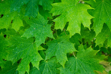 Fototapeta na wymiar Canadian maple tree green leaves background.