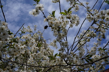 beautiful blooming cherry spring and bright blue sky and a flying bumblebee