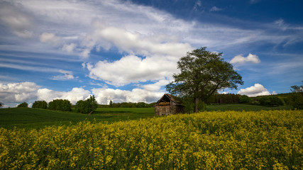 ein Rapsfeld vor blauem Himmel mit Wolken und einer alten Hütte