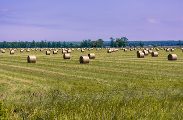 Round hay bales in farmland 