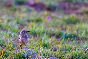 Cute bird Common Rock Thrush. Monticola saxatilis. Natural background. Kayseri Aladaglar. Turkey.