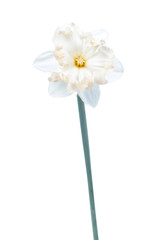 Fototapeta na wymiar White flower of Daffodil (Narcissus) isolated on white background. Cultivar Palmares from Split-Cupped Collar Daffodil