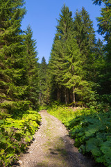 Fototapeta premium Summer in the forest. Slovakia