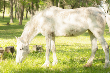 Obraz na płótnie Canvas White horse grazing on a fresh green pasture with a beautiful stream on the background and a natural fresh green vegetation in a rural area