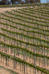 Spring Vineyards