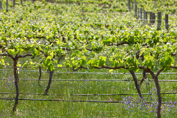Spring Vineyards