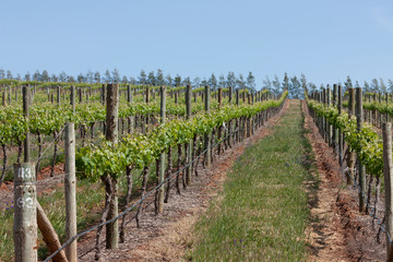 Fototapeta na wymiar Spring Vineyards