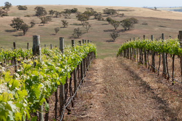 Spring Vineyards