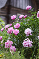 Beautiful spring peony flowers on rural building background.