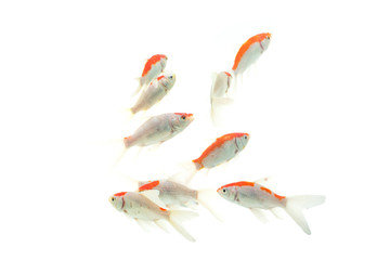 Koi fish Carp fishs moving in the pond