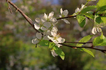 plum blossom in the garden