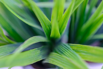 Obraz premium Green grass close up. Texture.