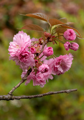Beautiful Japan Sakura flower ( Cherry Blossom ) background.