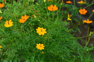 Beautiful flowers and trees in the garden
