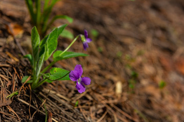 purple macro flower