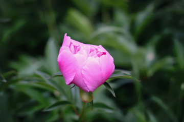 Beautiful spring peony flowers in the summer garden