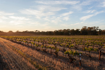 Spring Vineyards