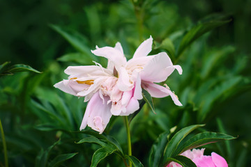 Beautiful spring peony flowers in the summer garden © pictures_for_you