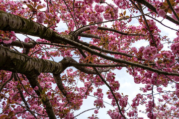 Sakura tree in blossom on blue sky. Beautiful nature scene with a flowering tree. Spring flowers.
