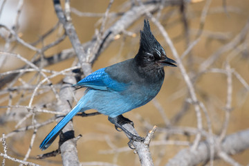 Common Birds of Colorado - Adult Steller's Jay Perched on a Tree Branch