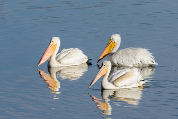 American White Pelicans Floating on a Blue Lake