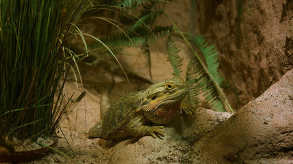 Big lizard looking for prey