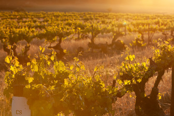 Spring Vineyards