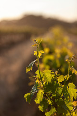 Spring Vineyards