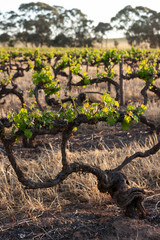 Spring Vineyards