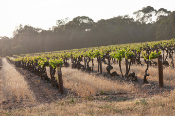 Spring Vineyards
